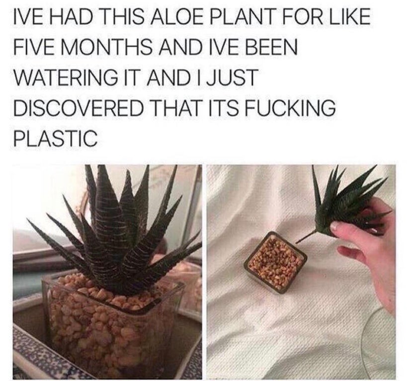watering a plastic plant - Ive Had This Aloe Plant For Five Months And Ive Been Watering It And I Just Discovered That Its Fucking Plastic