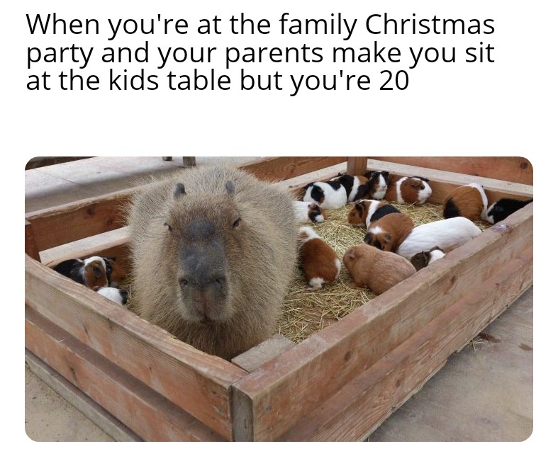 capybara and guinea pig - When you're at the family Christmas party and your parents make you sit at the kids table but you're 20