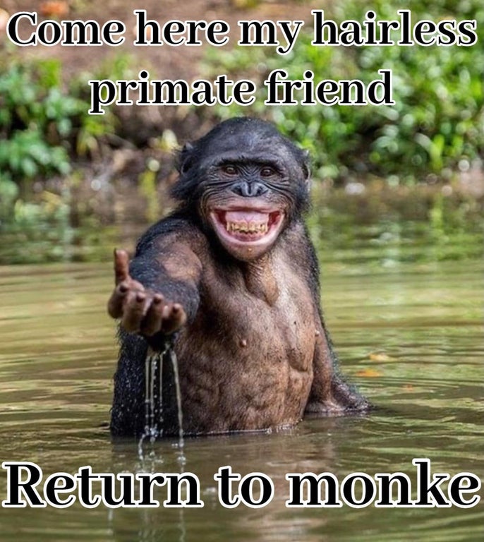 chimpanzee in water - Come here my hairless primate friend Return to monke