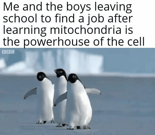 penguin - Me and the boys leaving school to find a job after learning mitochondria is the powerhouse of the cell