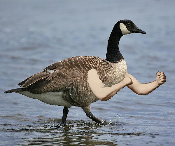 goose with arms