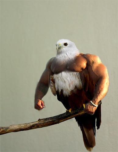Birds with Arms