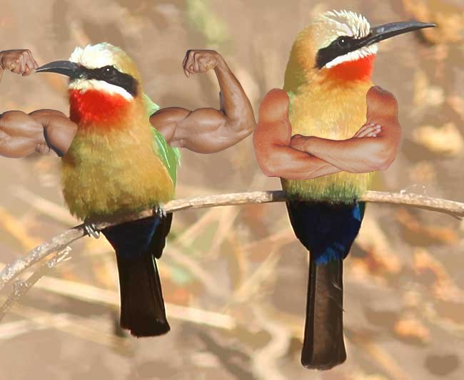 Birds with Arms