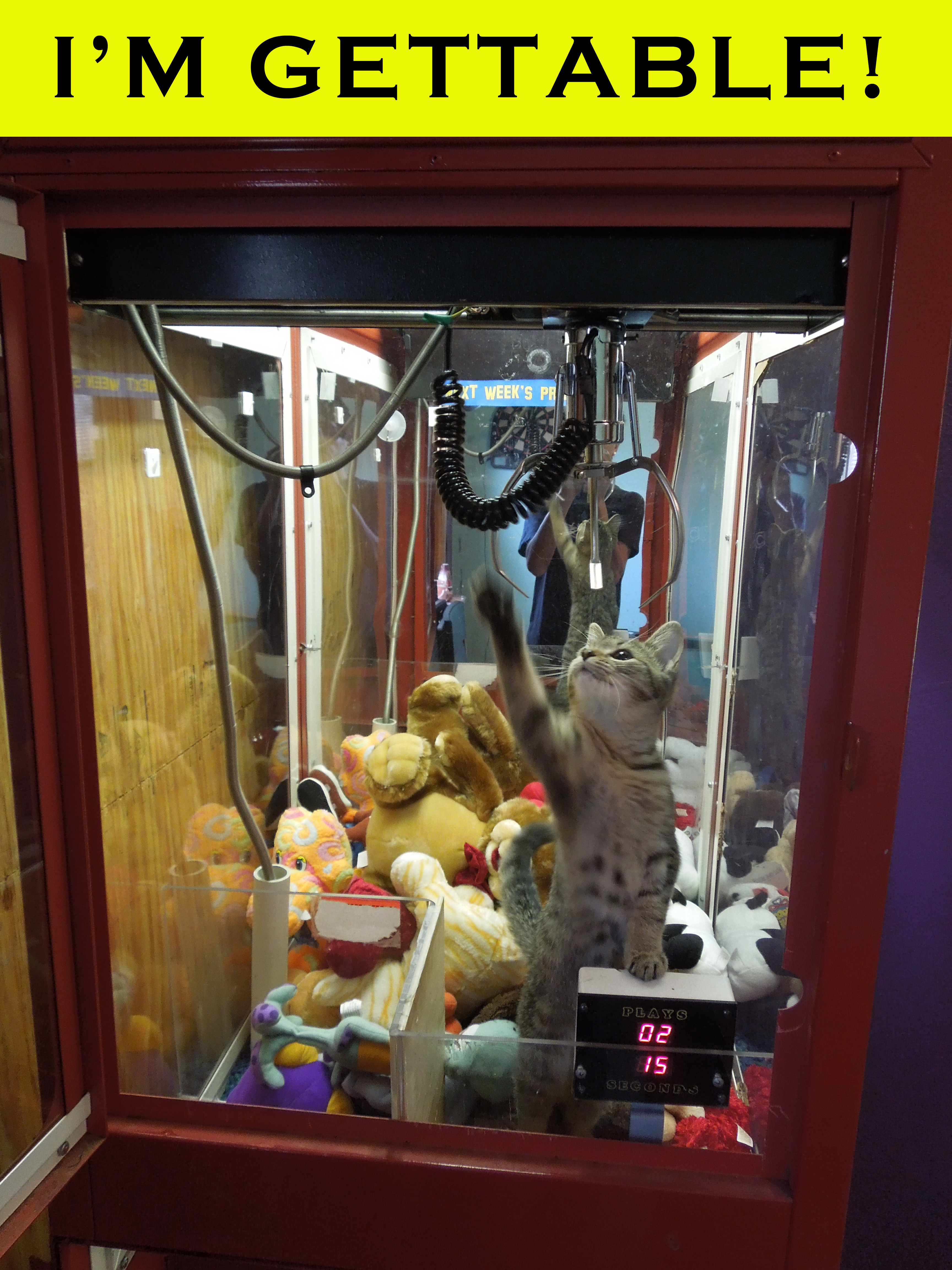 Goober the cat in the claw machine. What a goober.