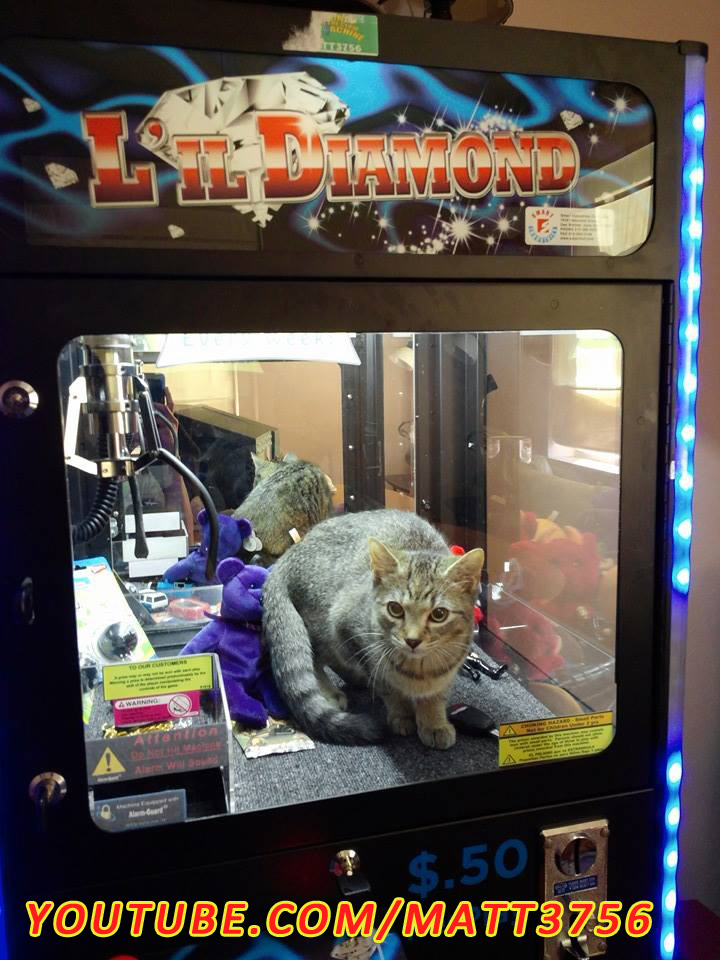 Kitten stuck in a claw machine. Is she gettable?