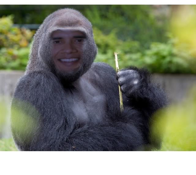 Oy I captured a rare pic of the Silver Barack Gorilla in it's natural habitat