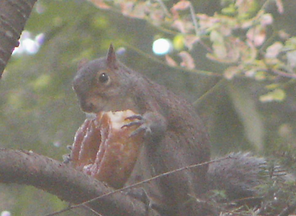 teach a squirrel to bake and you feed him for life