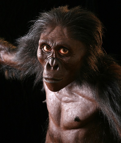A paleoartist uses science, art and imagination to reconstruct the most famous Australopithecus, Lucy, in December.