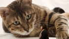 A girl walks past a gigantic cat mural at the 21st Athens International Cat Show in January.