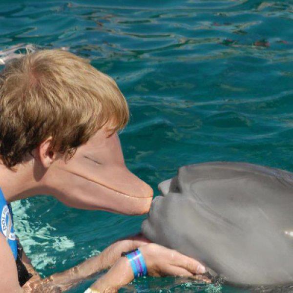 wtf dolphin face swap