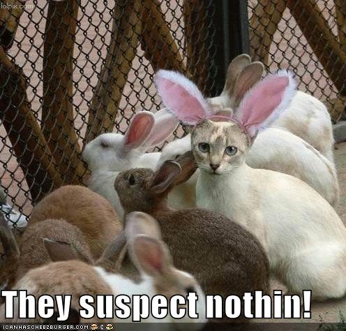 They suspect nothing!