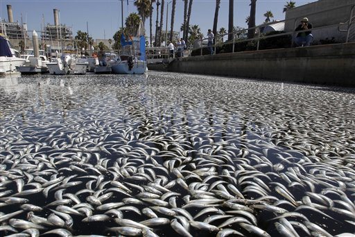 Millions of dead fish off the coast of California.