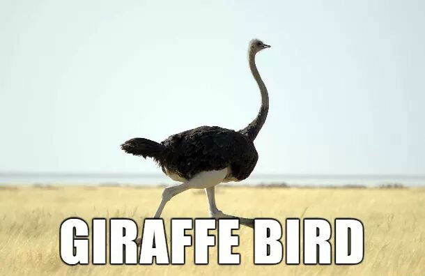 funny alternate animal names nope - Giraffe Bird