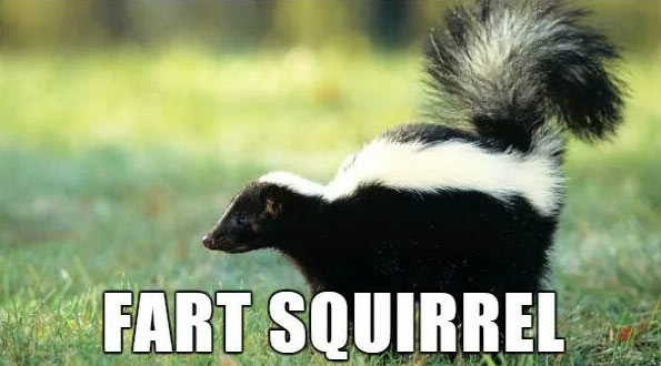 skunk spraying - Fart Squirrel,