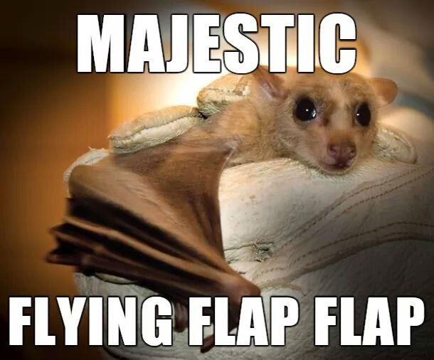 animal names memes - Majestic Flying Flap Flap