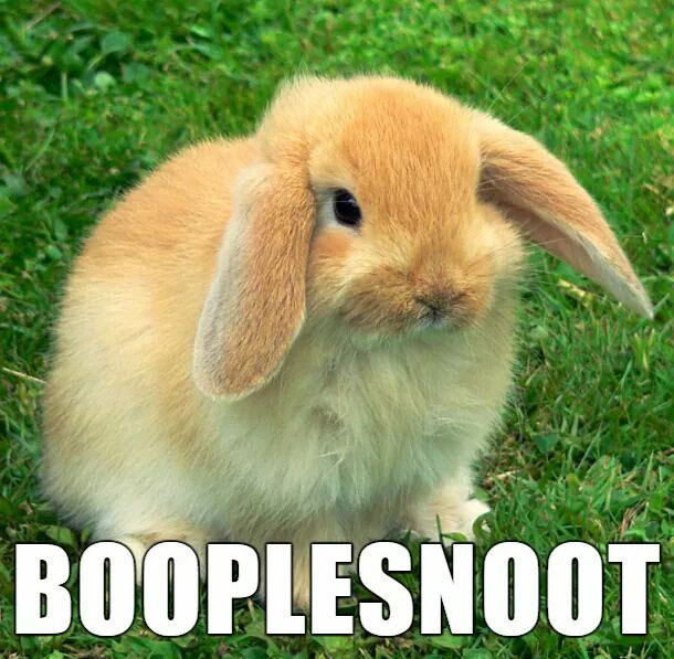 accurate names for animals - Booplesnoot