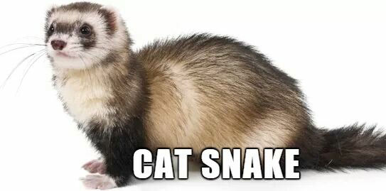 ferret drawing - Cat Snake