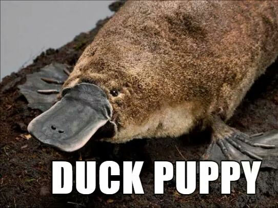 platypus animal - Duck Puppy