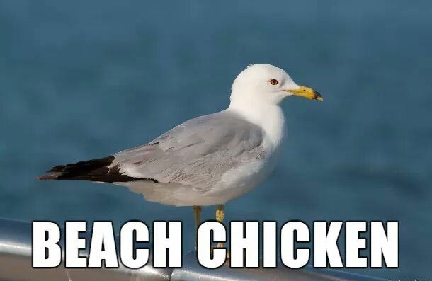 european herring gull - Beach Chicken