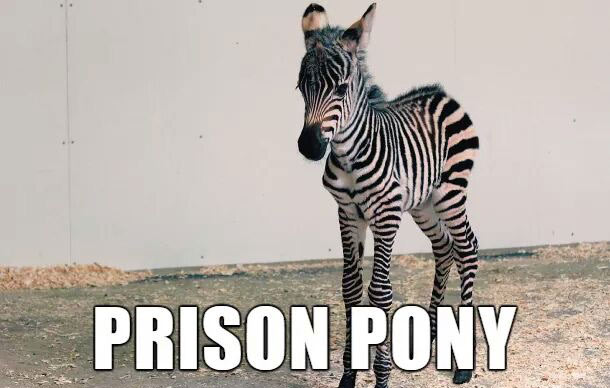 prison pony - Wila Prison Pony