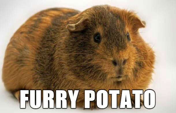 new animal names - Furry Potato