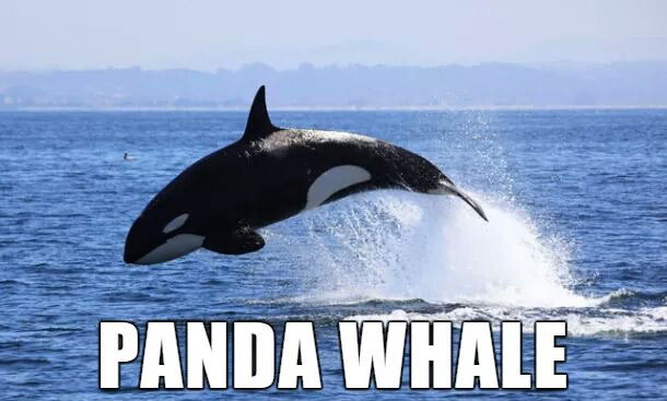 killer whales in the ocean - Panda Whale
