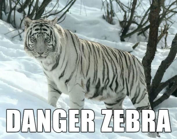 animals real names - Danger Zebra