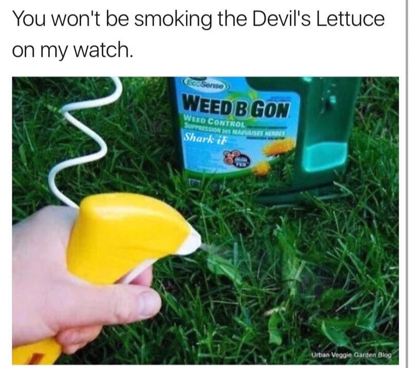 devil lettuce - You won't be smoking the Devil's Lettuce on my watch. Weedb Gon Werd Control Pressions Mauvaise Shark it Urban Veggie Garden Blog