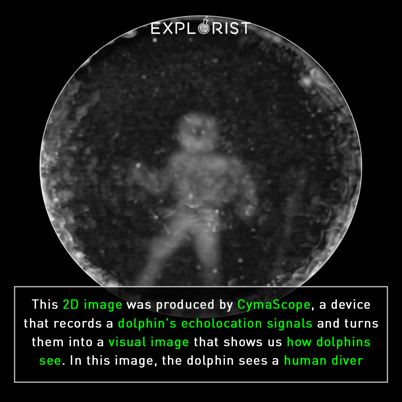 dolphins see - Explorist This 2D image was produced by CymaScope, a device that records a dolphin's echolocation signals and turns them into a visual image that shows us how dolphins see. In this image, the dolphin sees a human diver