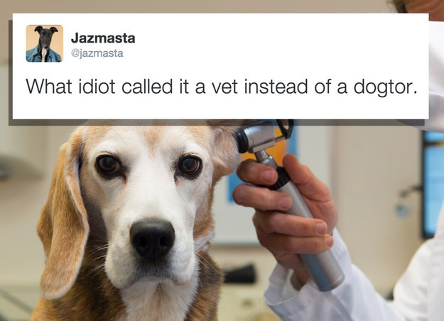 dog at the vet - Jazmasta What idiot called it a vet instead of a dogtor