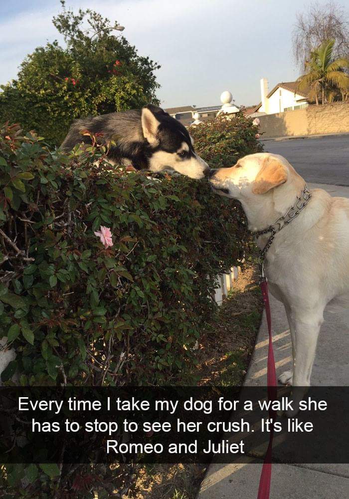 funny romeo and juliet memes - Every time I take my dog for a walk she has to stop to see her crush. It's Romeo and Juliet