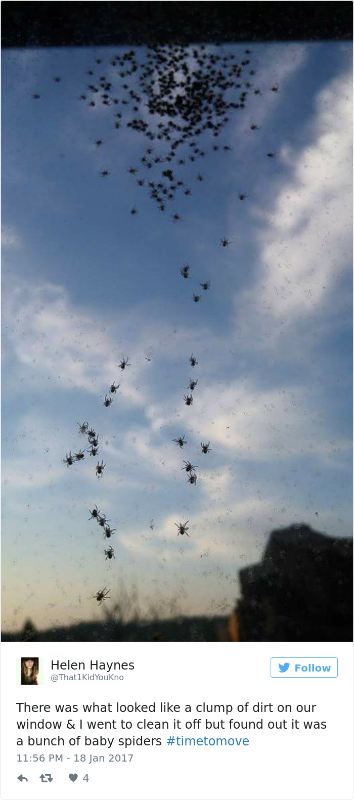 sky - Helen Haynes KidYouKno y There was what looked a clump of dirt on our window & I went to clean it off but found out it was a bunch of baby spiders 4 7 4