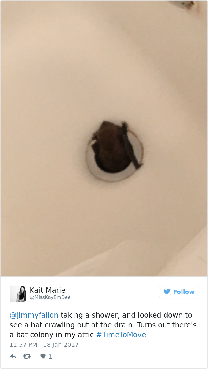 ear - Kait Marie taking a shower, and looked down to see a bat crawling out of the drain. Turns out there's a bat colony in my attic 7 1