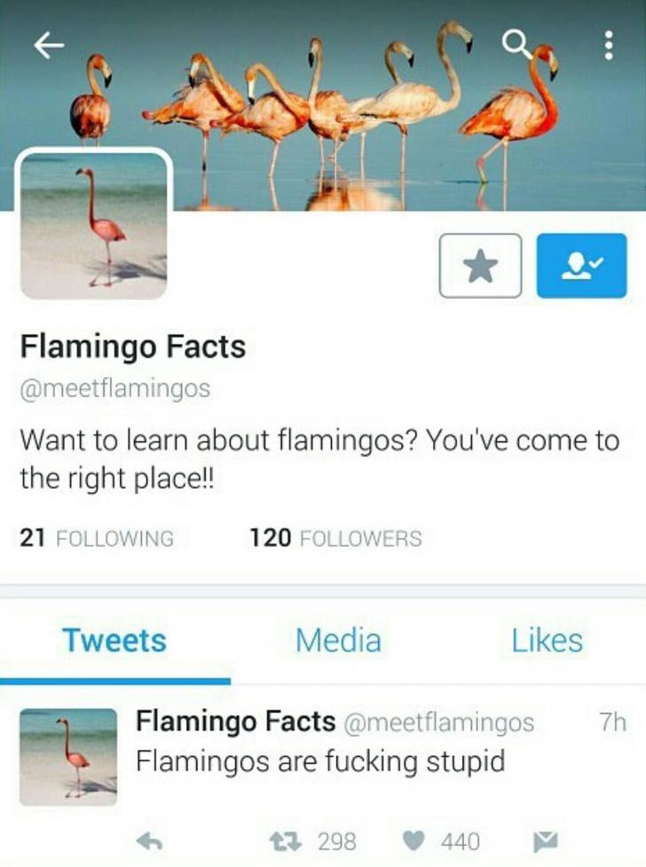 Twitter account about Flamingo facts