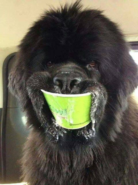 Dog with green cup in his mouth