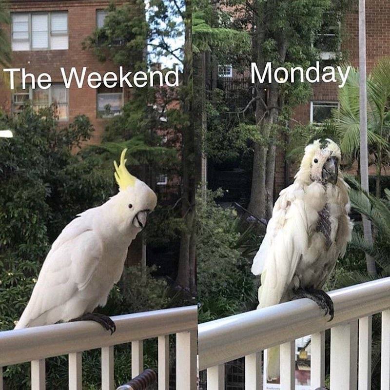 weekend vs monday - The Weekend Monday