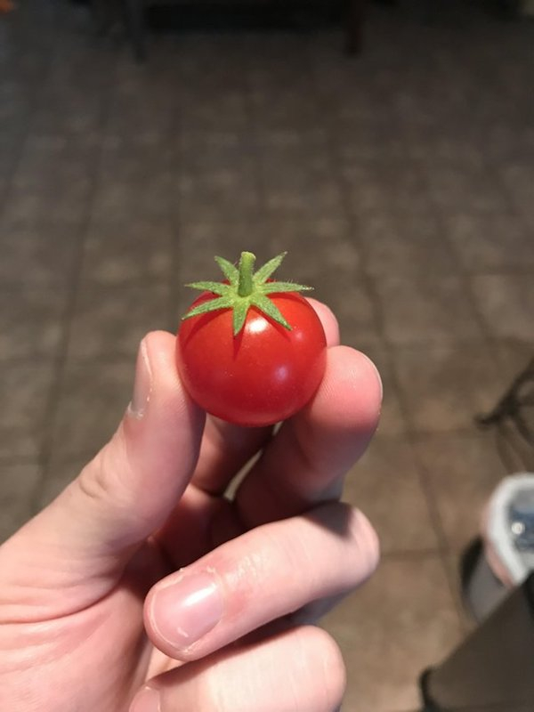 oddly satisfying Cherry tomato