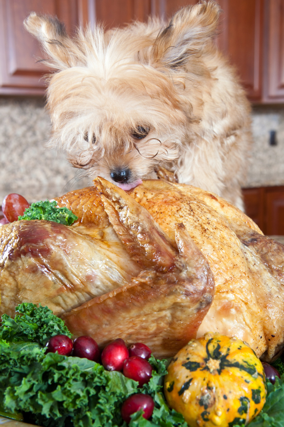 thanksgiving memes - dog eating turkey - 1