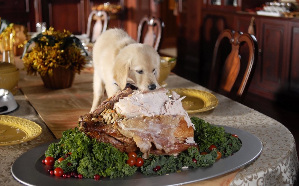 thanksgiving memes - thanksgiving dog background