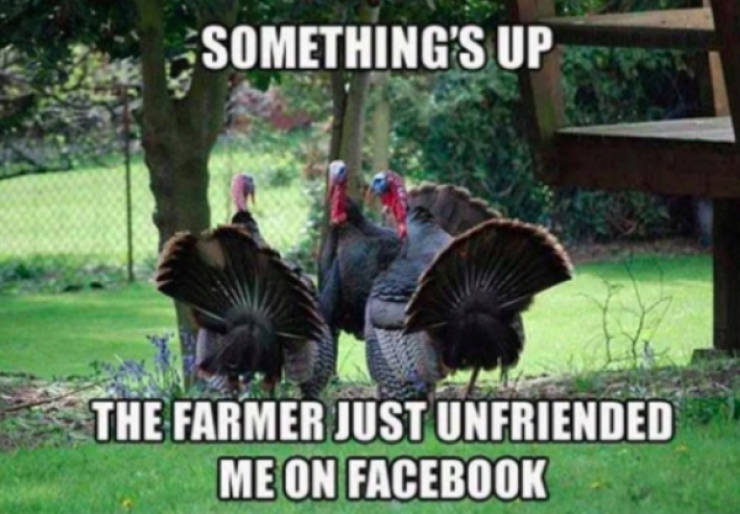 thanksgiving memes - funny memes thanksgiving memes - Something'S Up The Farmer Just Unfriended Me On Facebook