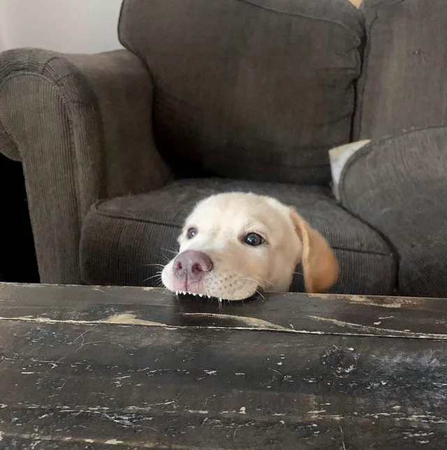 fascinating photos - dog biting table
