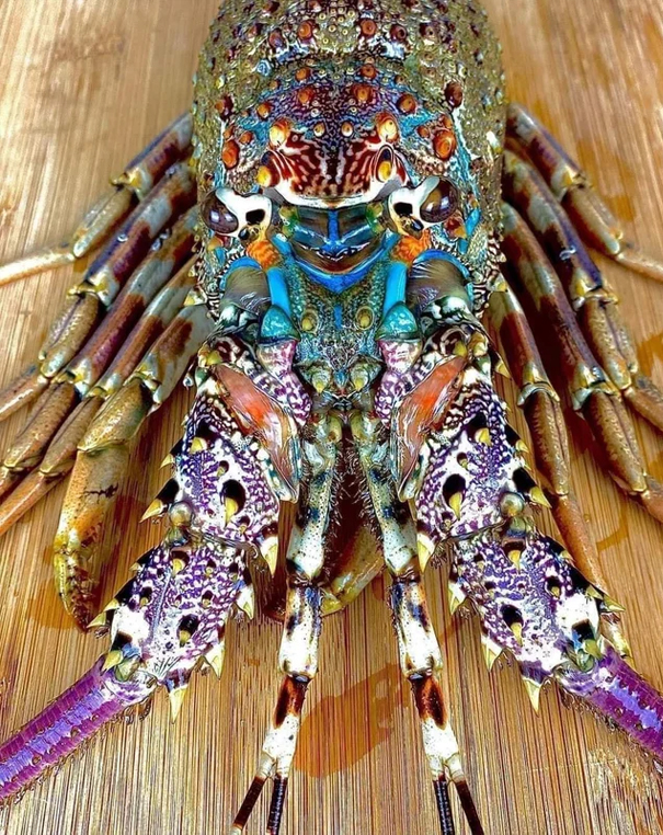 fascinating photos - rainbow lobster