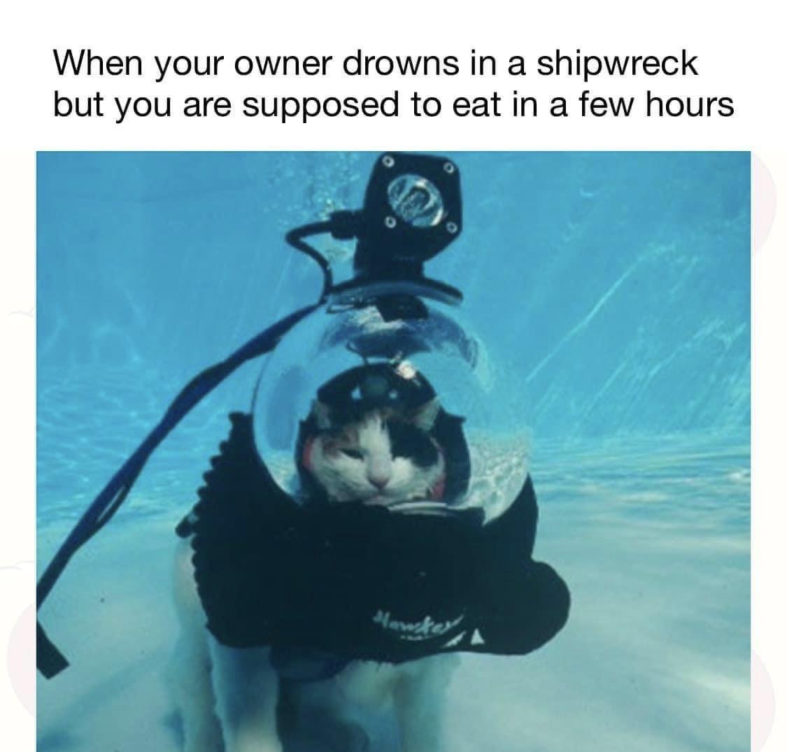 monday morning randomness - water - When your owner drowns in a shipwreck but you are supposed to eat in a few hours