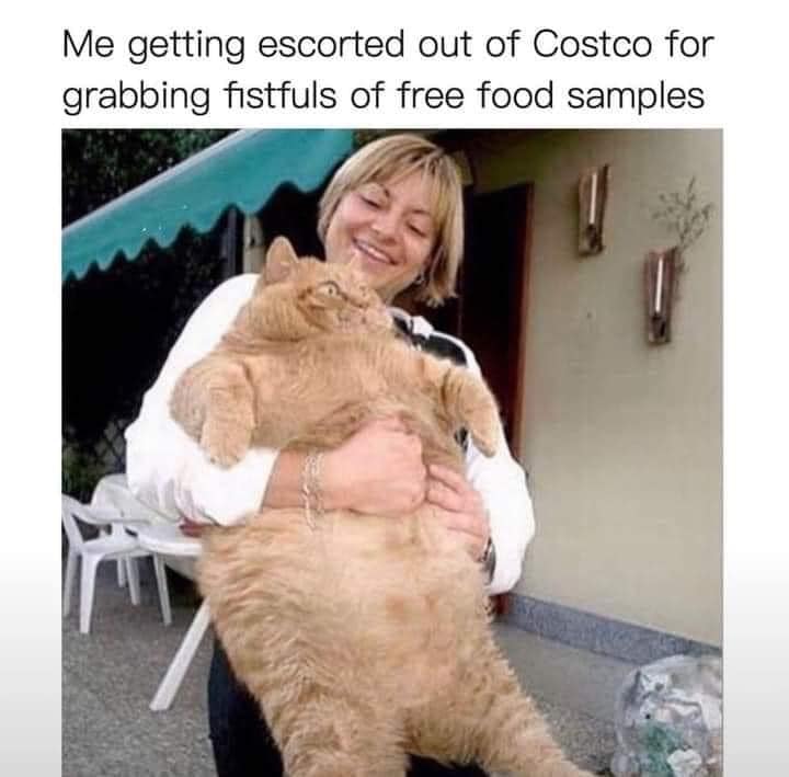 monday morning randomness - fat cat - Me getting escorted out of Costco for grabbing fistfuls of free food samples