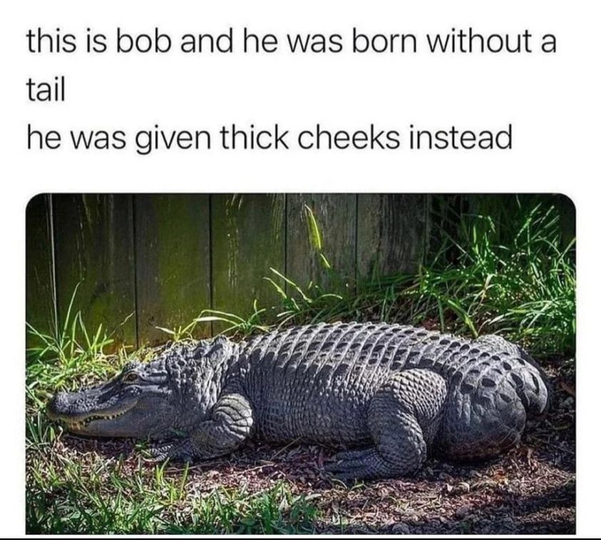 monday morning randomness - bob the alligator - this is bob and he was born without a tail he was given thick cheeks instead
