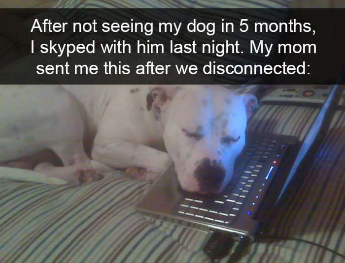 wholesome memes and pics - funny dog chat - After not seeing my dog in 5 months, I skyped with him last night. My mom sent me this after we disconnected