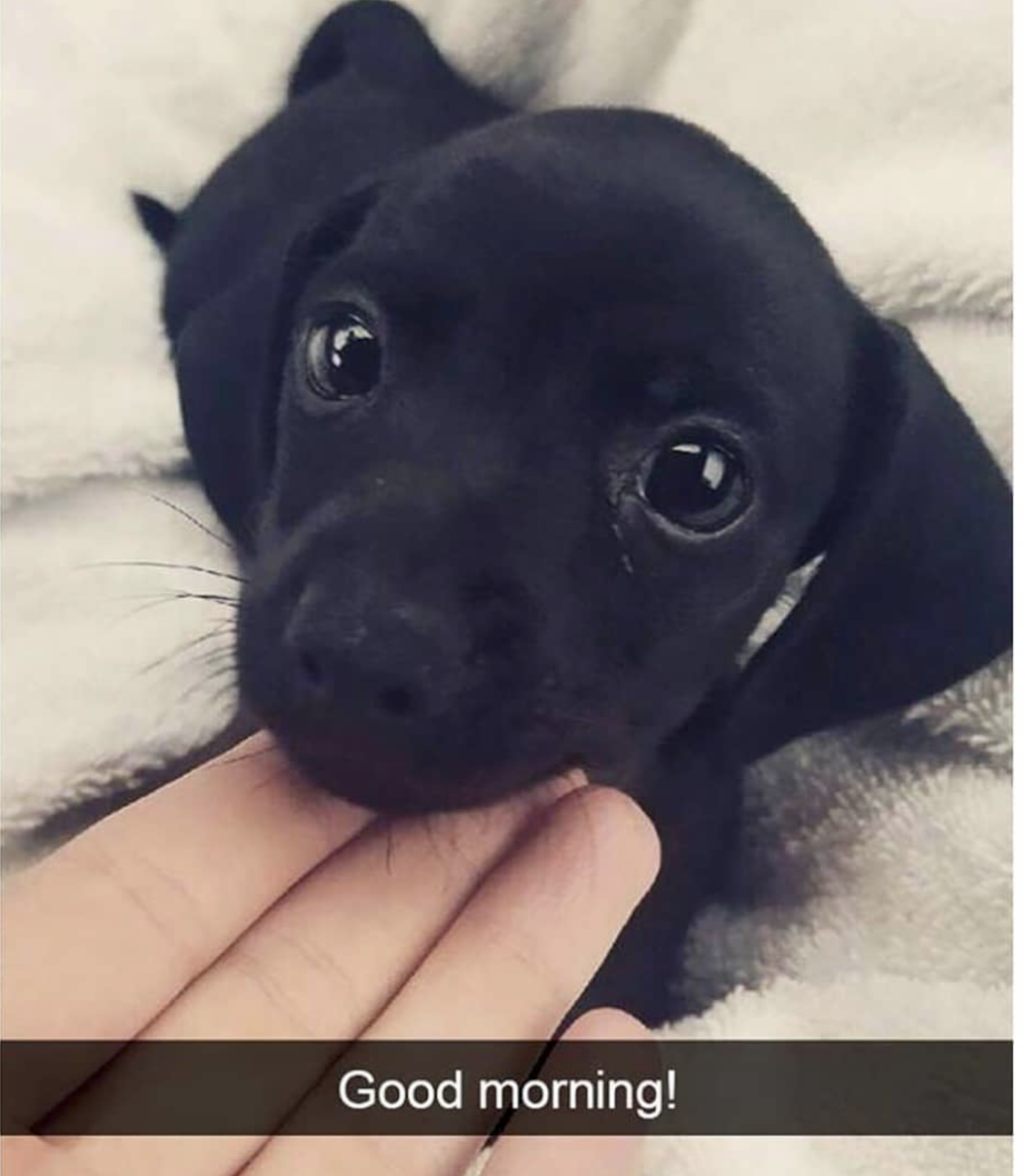 wholesome memes and pics - cute dog snapchat - Good morning!
