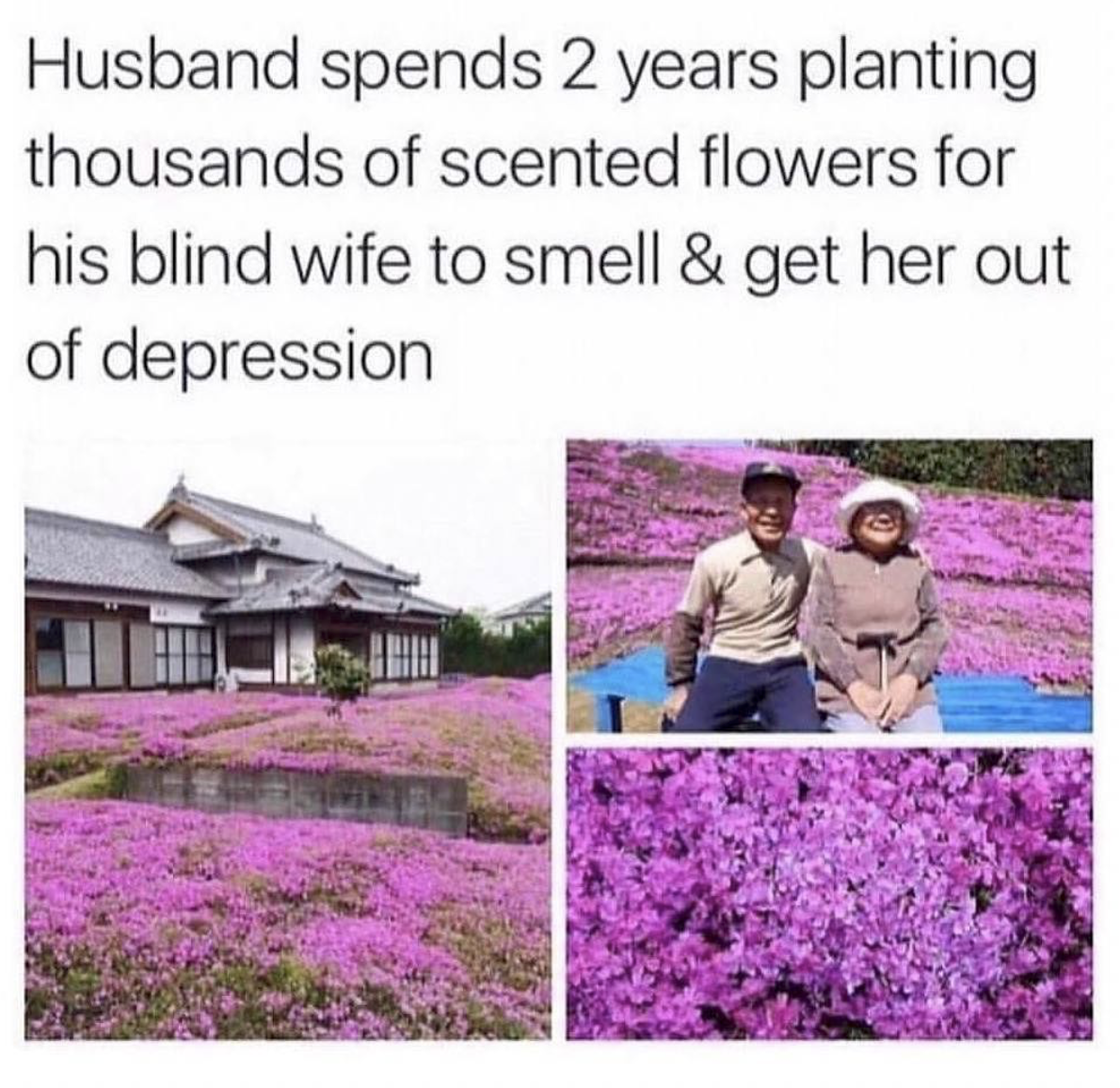 wholesome memes and pics - husband spends 2 years planting flowers - Husband spends 2 years planting thousands of scented flowers for his blind wife to smell & get her out of depression