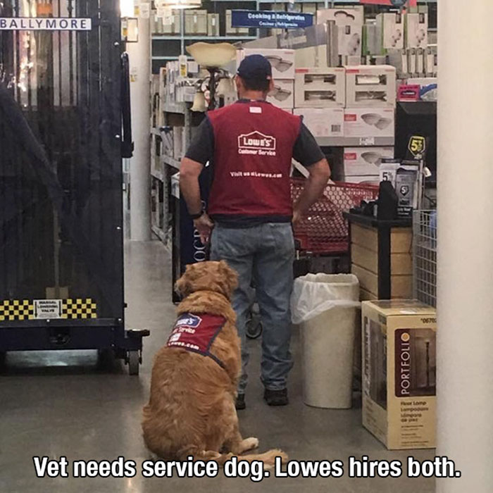 wholesome memes and pics - dog - Ballymore Ocp Cooking & Refrigerato Lowe's rvice Visit us LewesAM 53 Portfolio "0670 Peer Lome Lampodure Vet needs service dog. Lowes hires both.