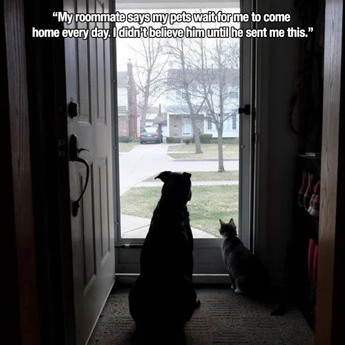 wholesome memes and pics - window - "My roommate says my pets wait for me to come home every day. I didn't believe him until he sent me this."